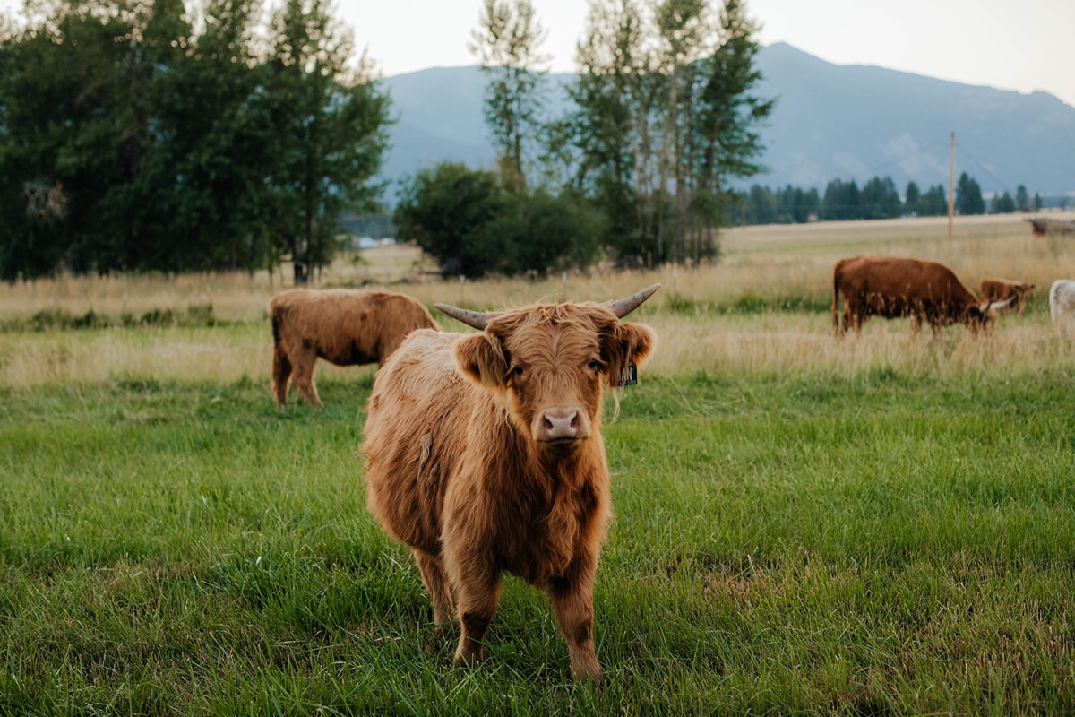 Idaho lifestyle photography by Sage and Spur