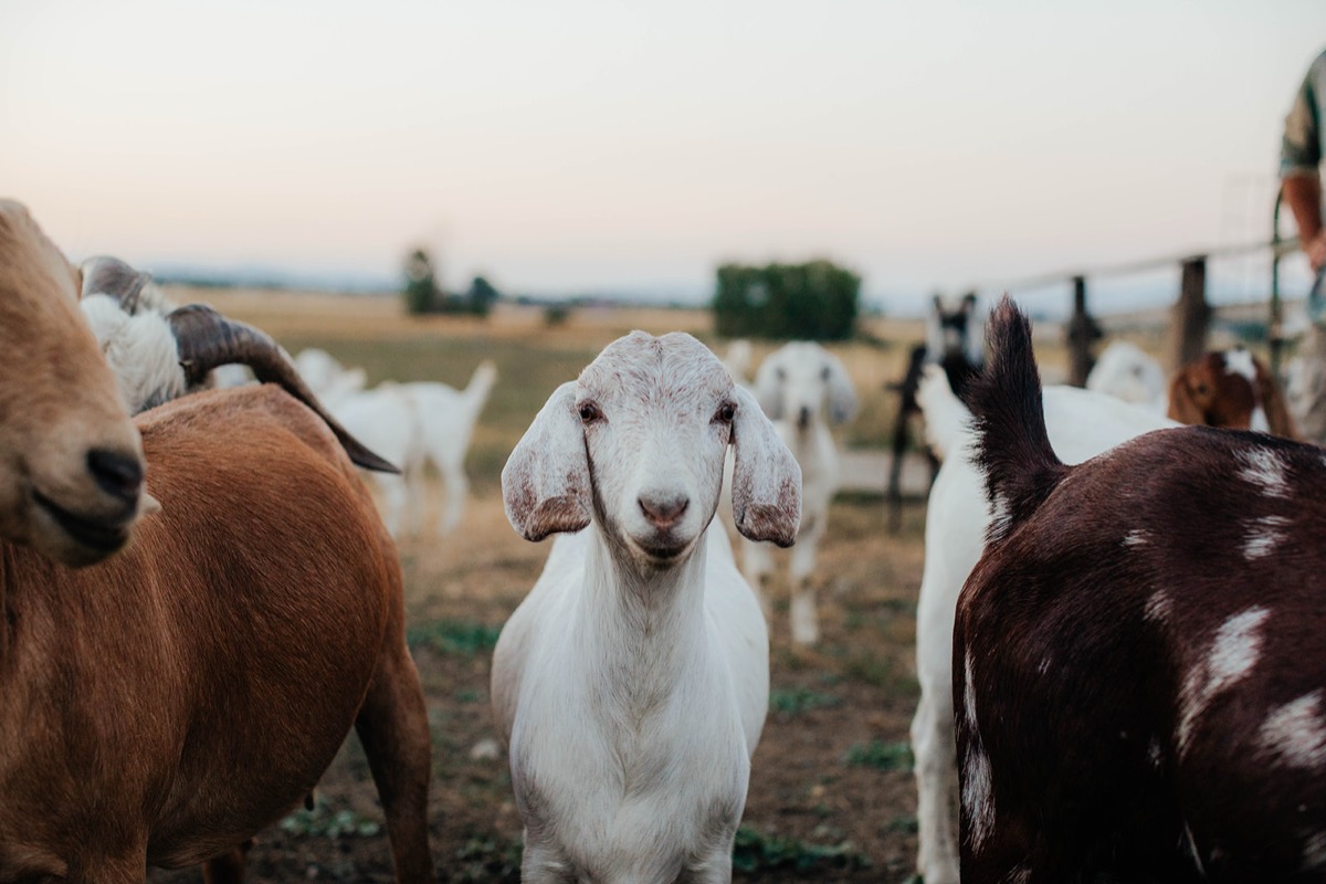 Idaho lifestyle photography by Sage and Spur