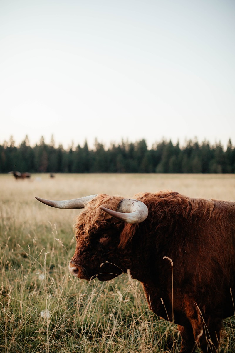 Idaho lifestyle photography by Sage and Spur
