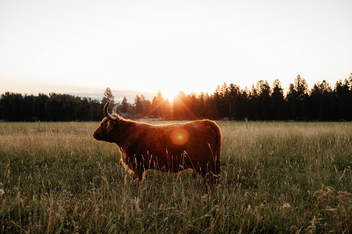 Idaho lifestyle photography by Sage and Spur