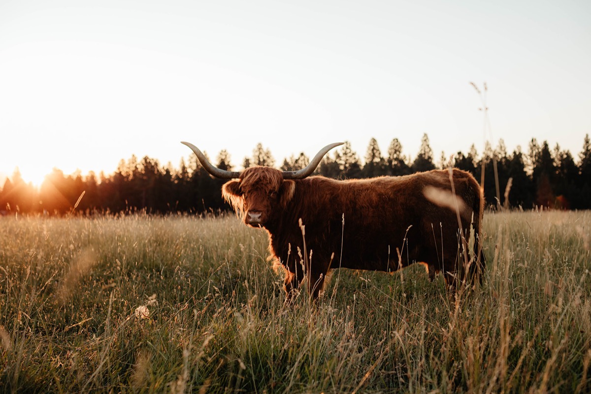 Idaho lifestyle photography by Sage and Spur
