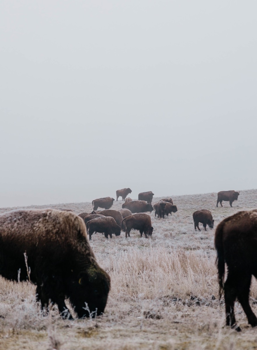 Idaho lifestyle photography by Sage and Spur