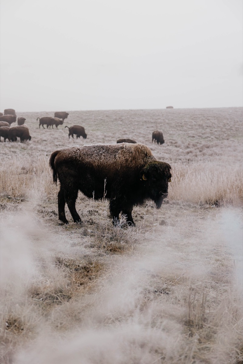 Idaho lifestyle photography by Sage and Spur