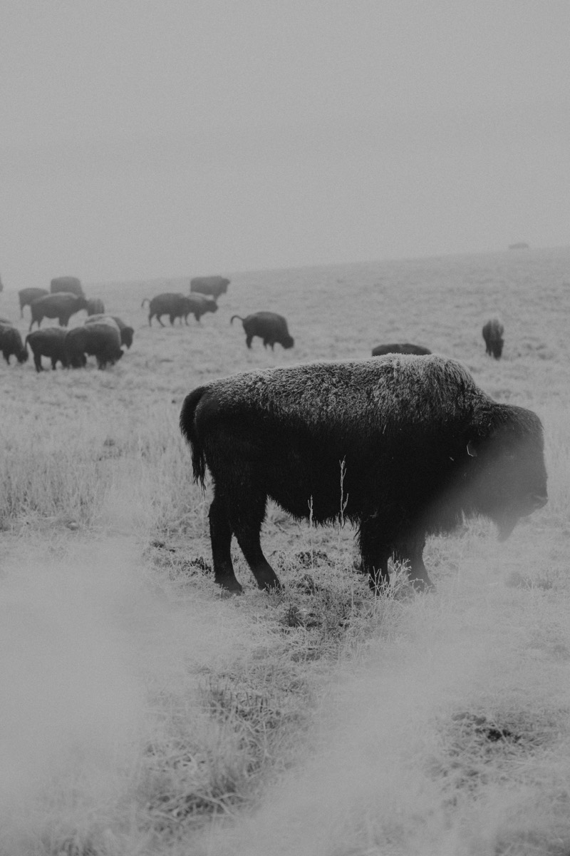 Idaho lifestyle photography by Sage and Spur