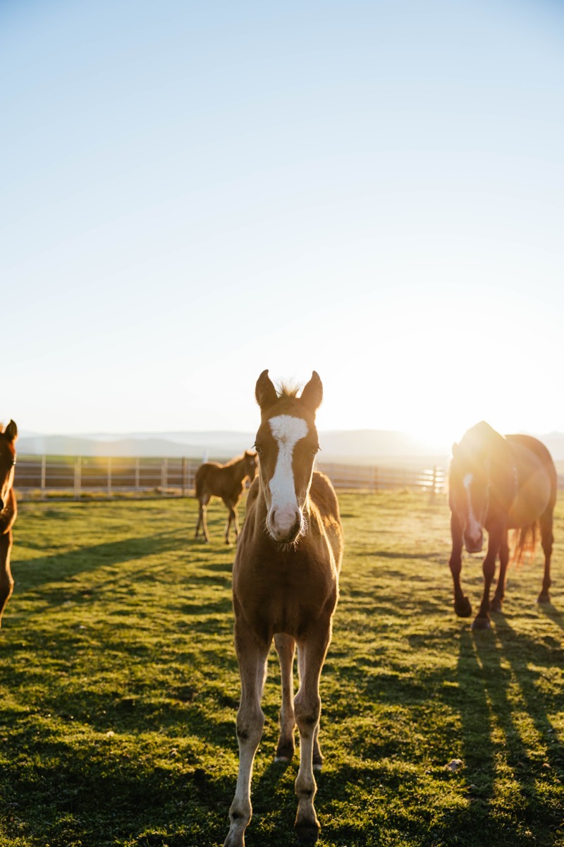 Idaho lifestyle photography by Sage and Spur