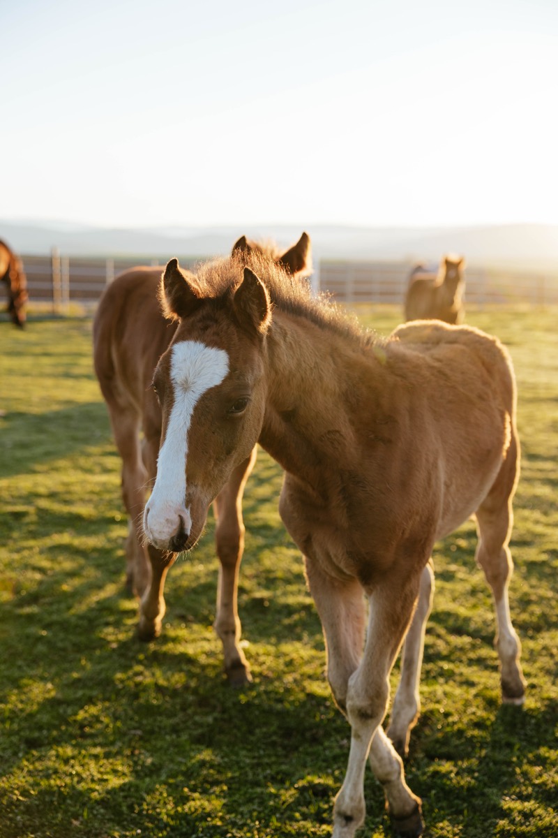 Idaho lifestyle photography by Sage and Spur