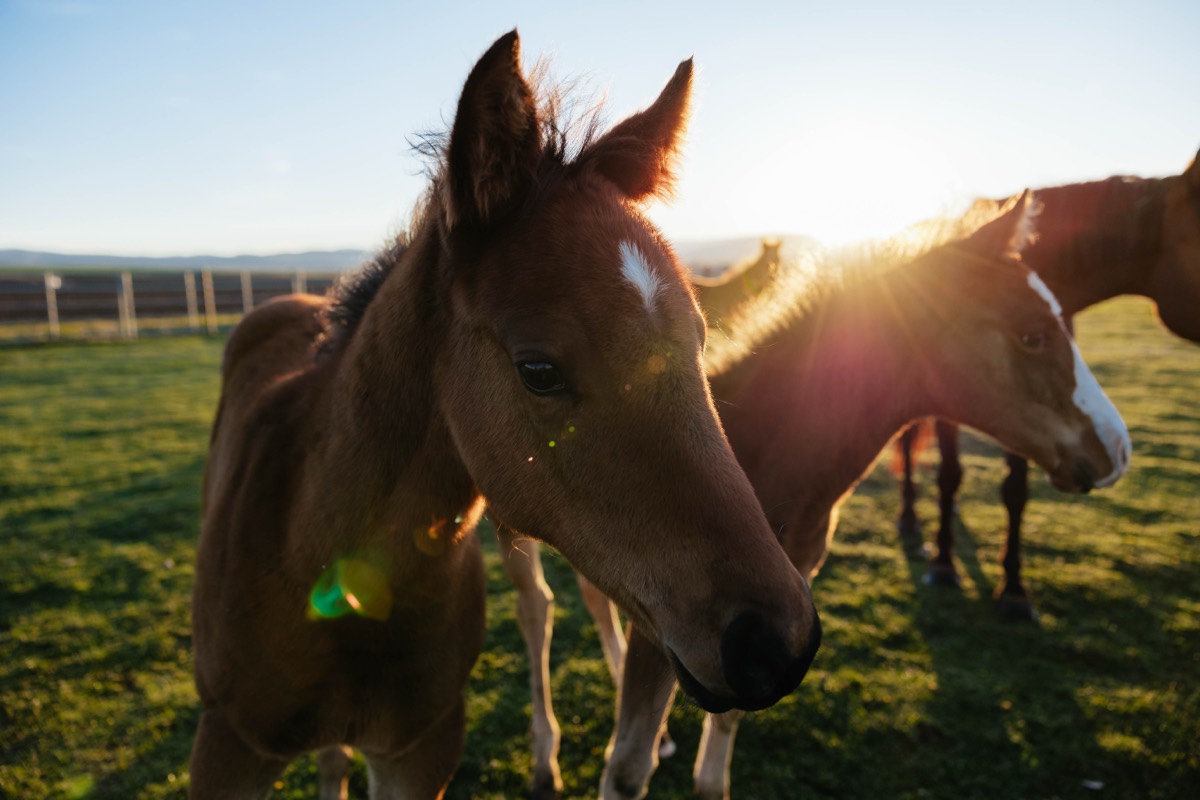 Idaho lifestyle photography by Sage and Spur