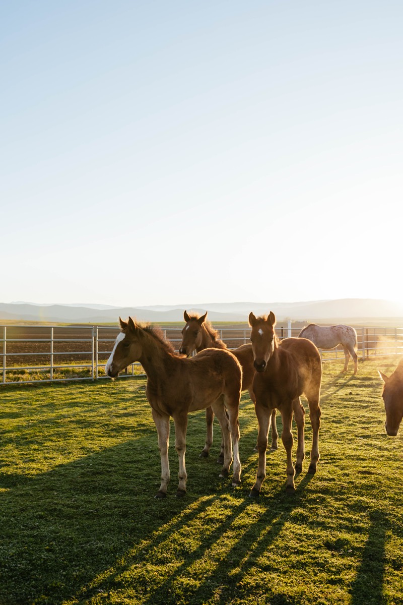 Idaho lifestyle photography by Sage and Spur