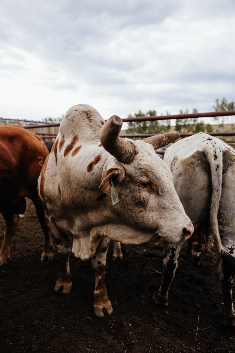 Idaho lifestyle photography by Sage and Spur